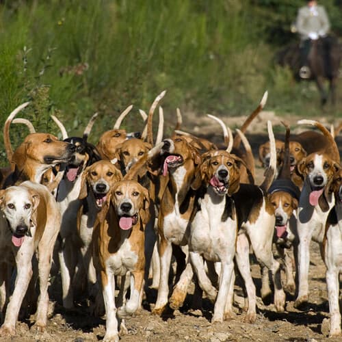 Foto perros de caza